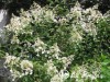 Hortenzija šluotelinė ,Taiwan form' (lot. Hydrangea paniculata)